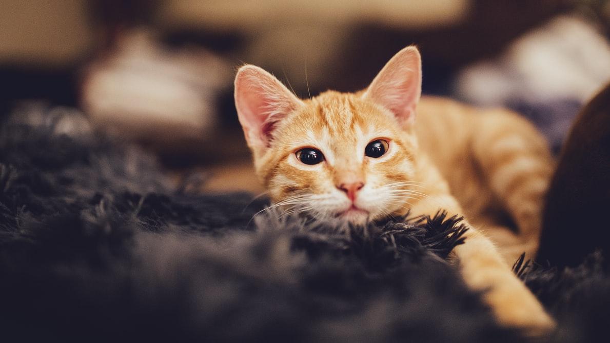 橘猫