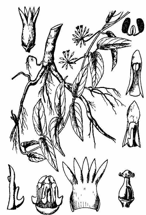 百灵草