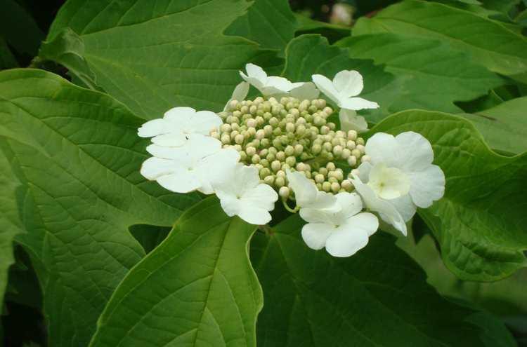 天目琼花