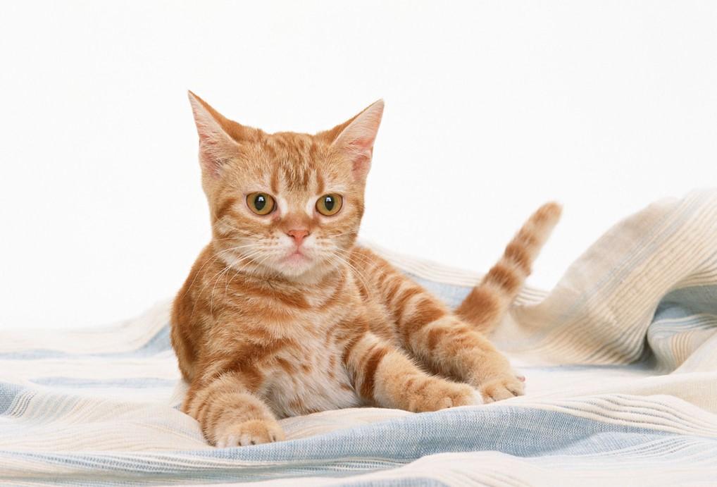 亚洲猫
