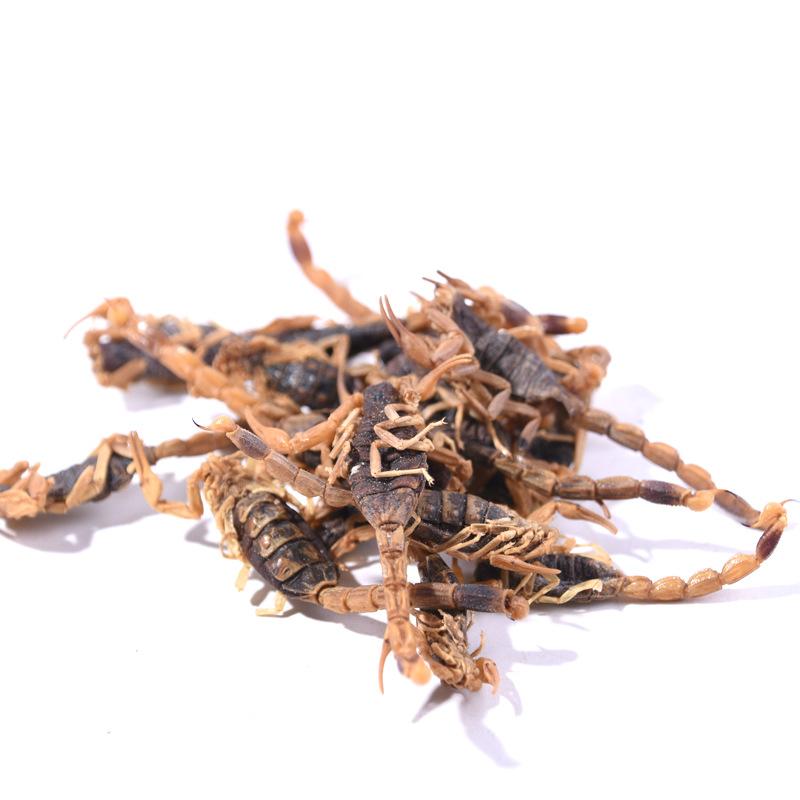 沂蒙全蝎