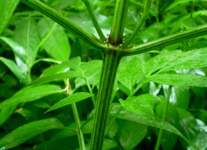 齿果草