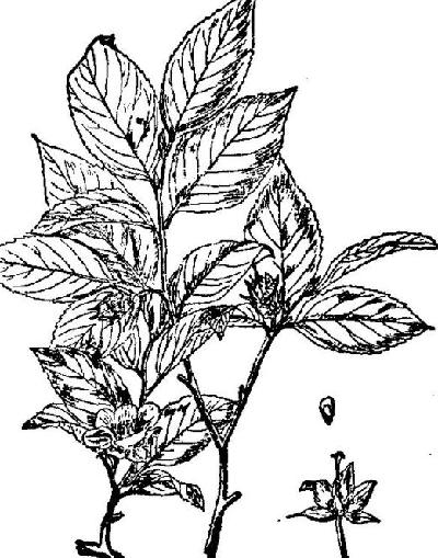 天目紫茎