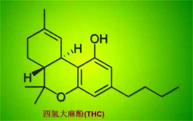 四氢大麻酚