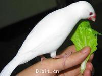 高等脊椎动物