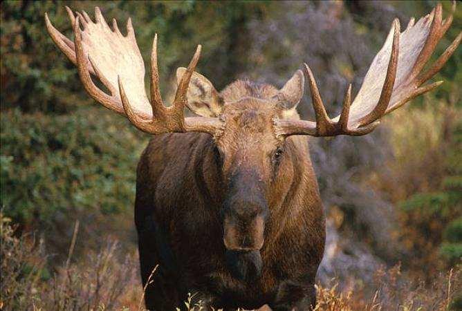 moose