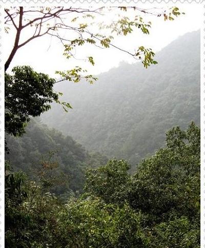 爱华林场