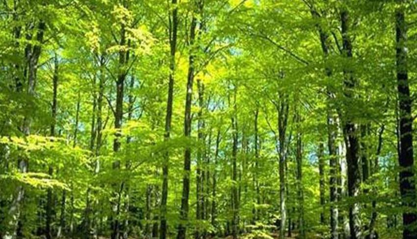 温带落叶阔叶林气候