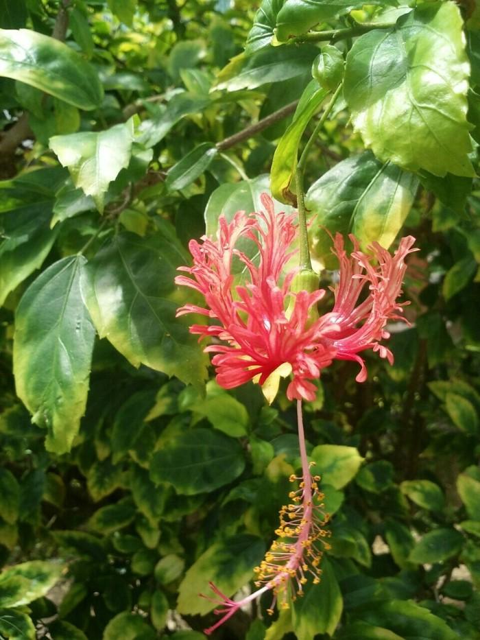 不完全花