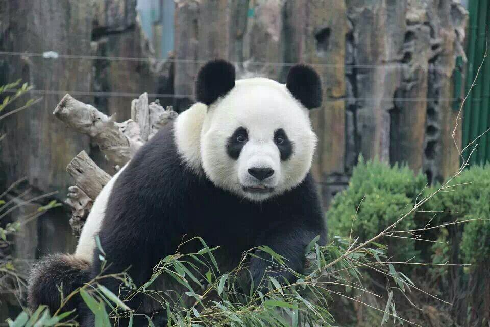 大熊猫金虎