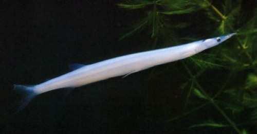 白肌银鱼