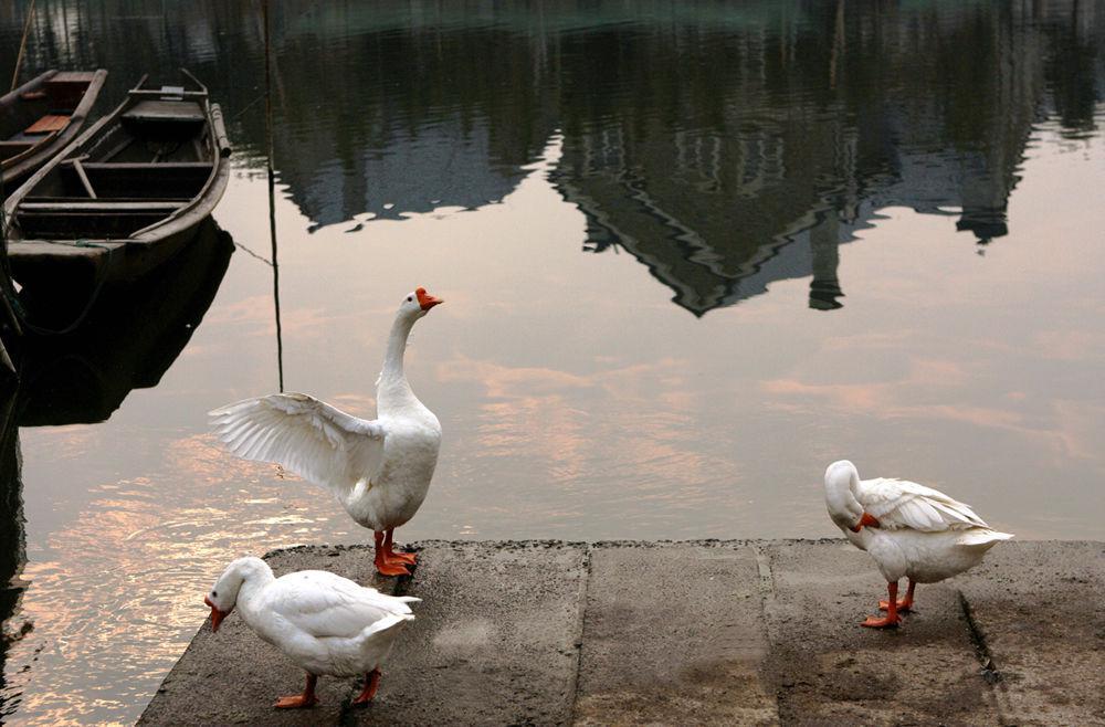 湖州太湖鹅