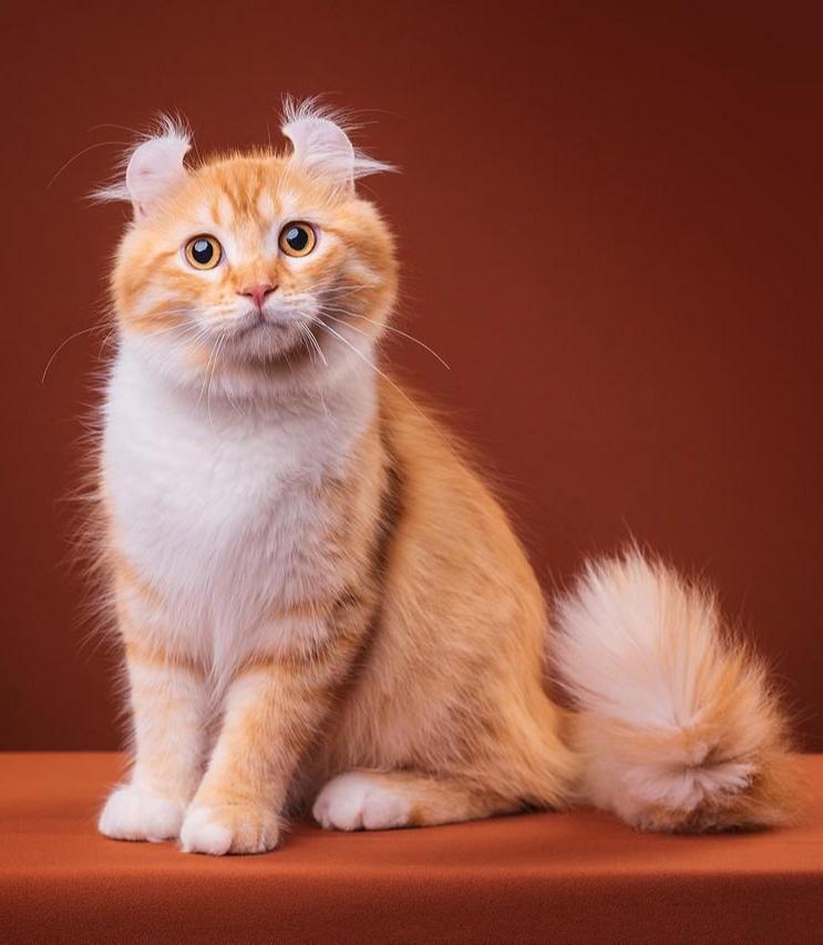 美国卷耳猫
