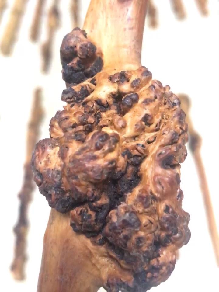 山楂木