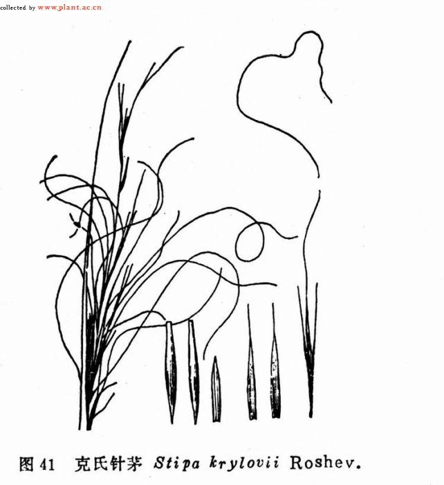 克氏针茅
