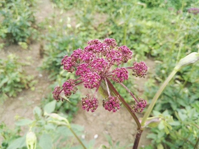 紫花前胡