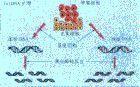 微卫星标记