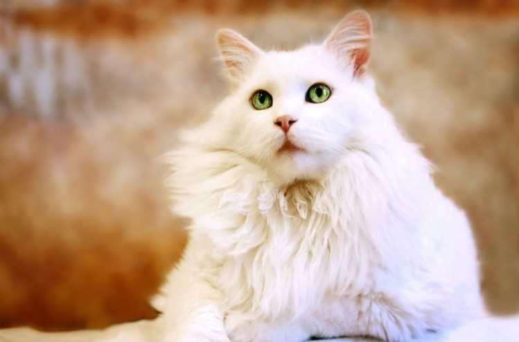 博美拉猫