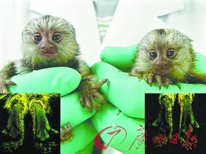 转基因狨猴
