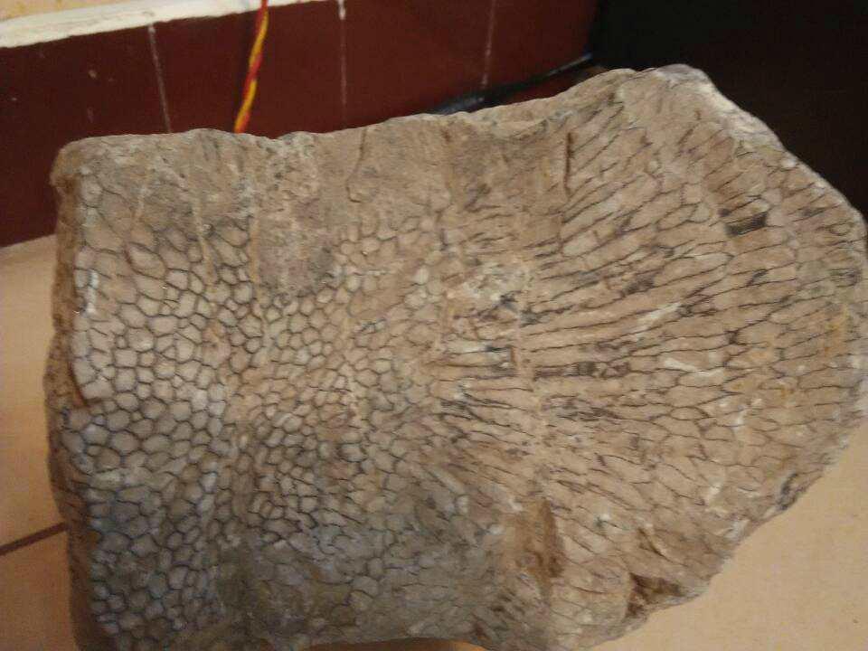 鱼鳞石