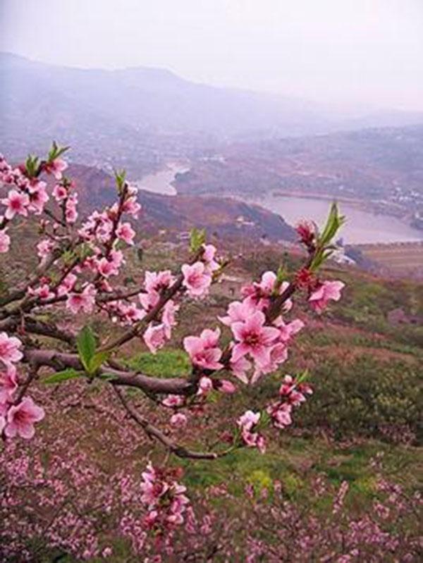 龙泉桃花沟