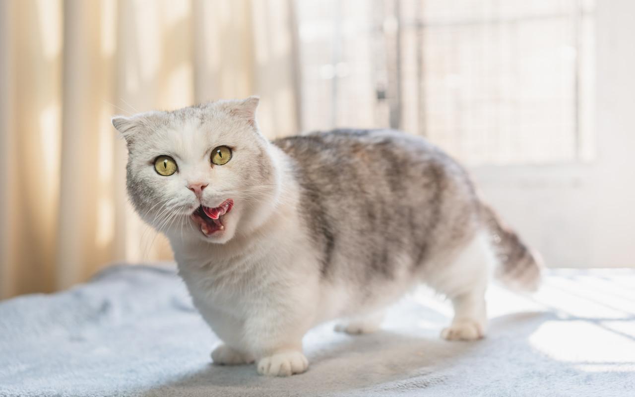 曼赤肯猫